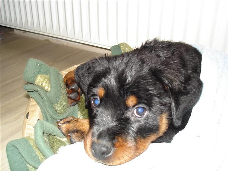 Rottweiler Spike billede 1
