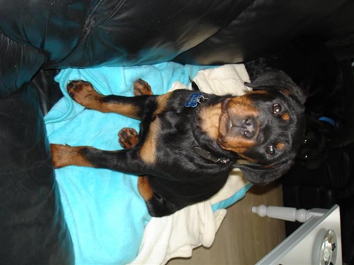 Rottweiler Spike billede 3