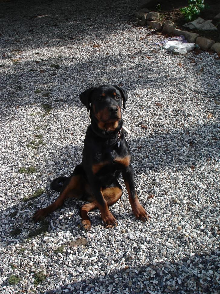 Rottweiler Spike billede 4