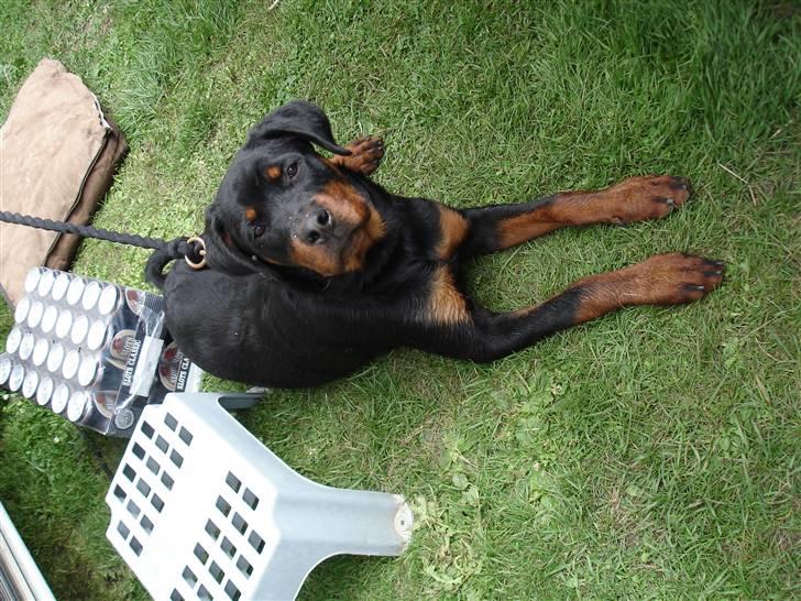 Rottweiler Spike billede 5