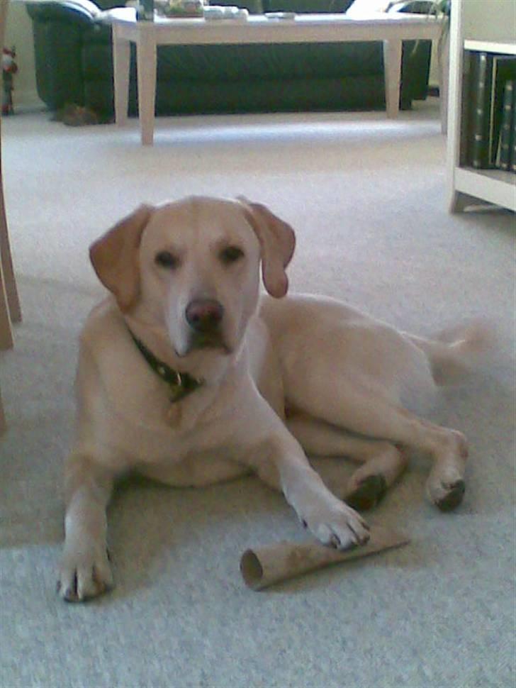 Blanding af racer Zacho billede 1