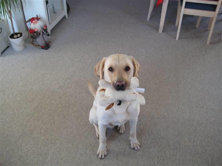 Blanding af racer Zacho - Zacho med legetøj billede 3