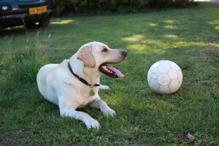 Blanding af racer Zacho - Zacho i haven med sin bold billede 4