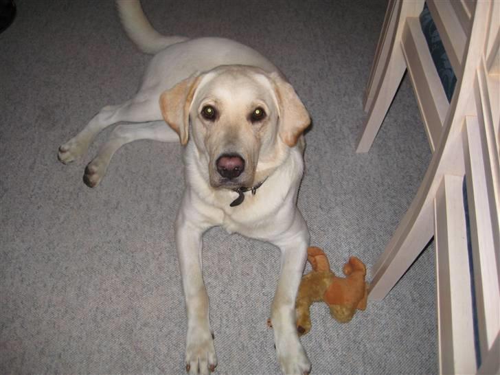 Blanding af racer Zacho billede 7