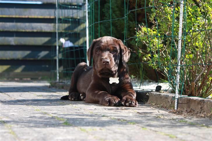 Labrador retriever Paris billede 1