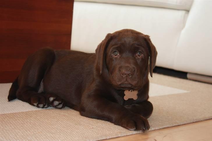 Labrador retriever Paris billede 2