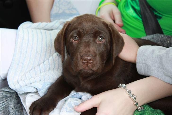 Labrador retriever Paris billede 3