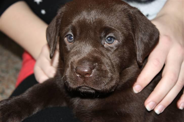 Labrador retriever Paris billede 4