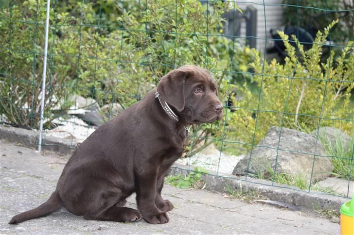 Labrador retriever Paris billede 5