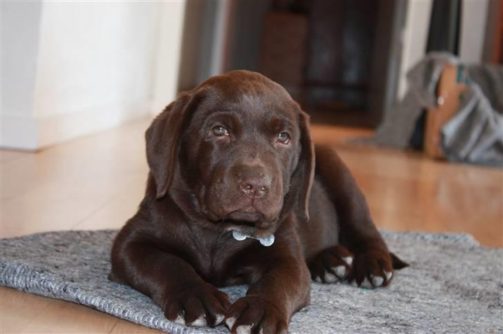 Labrador retriever Paris billede 6