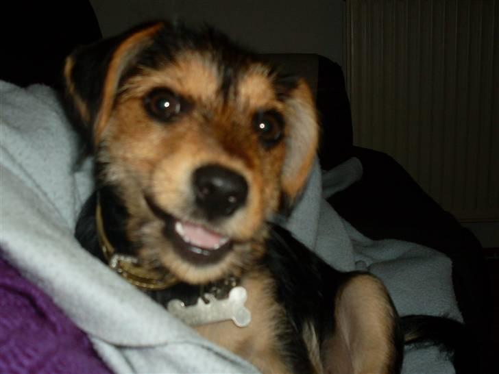 Blanding af racer Coco billede 1