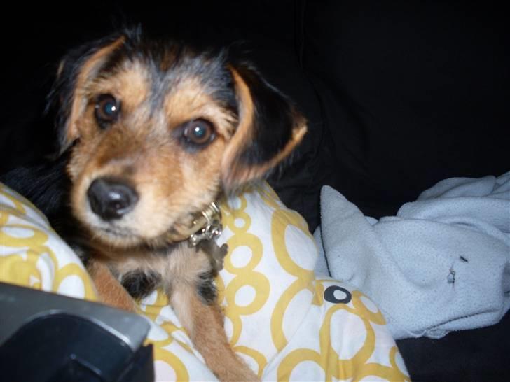 Blanding af racer Coco billede 2