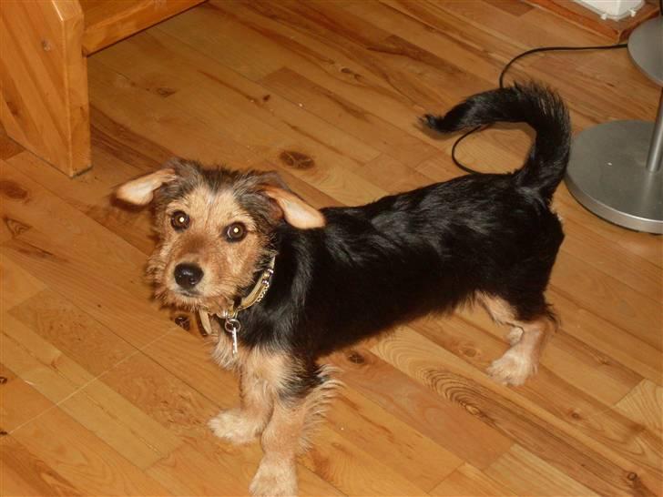 Blanding af racer Coco billede 3