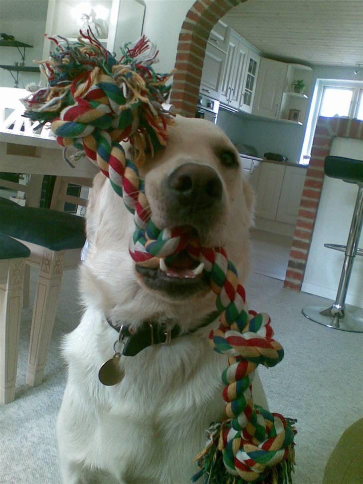 Blanding af racer Zacho - Hi hi han ser skør ud... billede 8