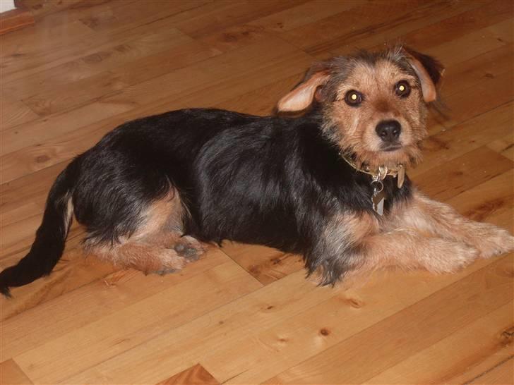 Blanding af racer Coco billede 4