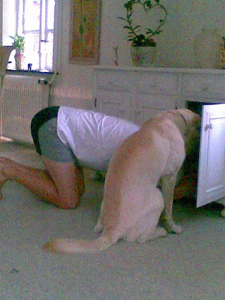 Blanding af racer Zacho - Zacho og "far" i slikskabet billede 9