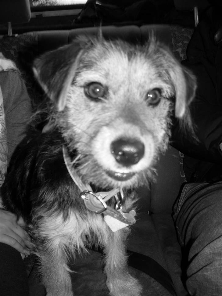 Blanding af racer Coco billede 5