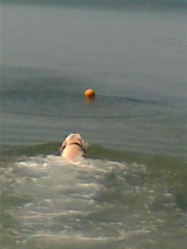 Blanding af racer Zacho billede 10