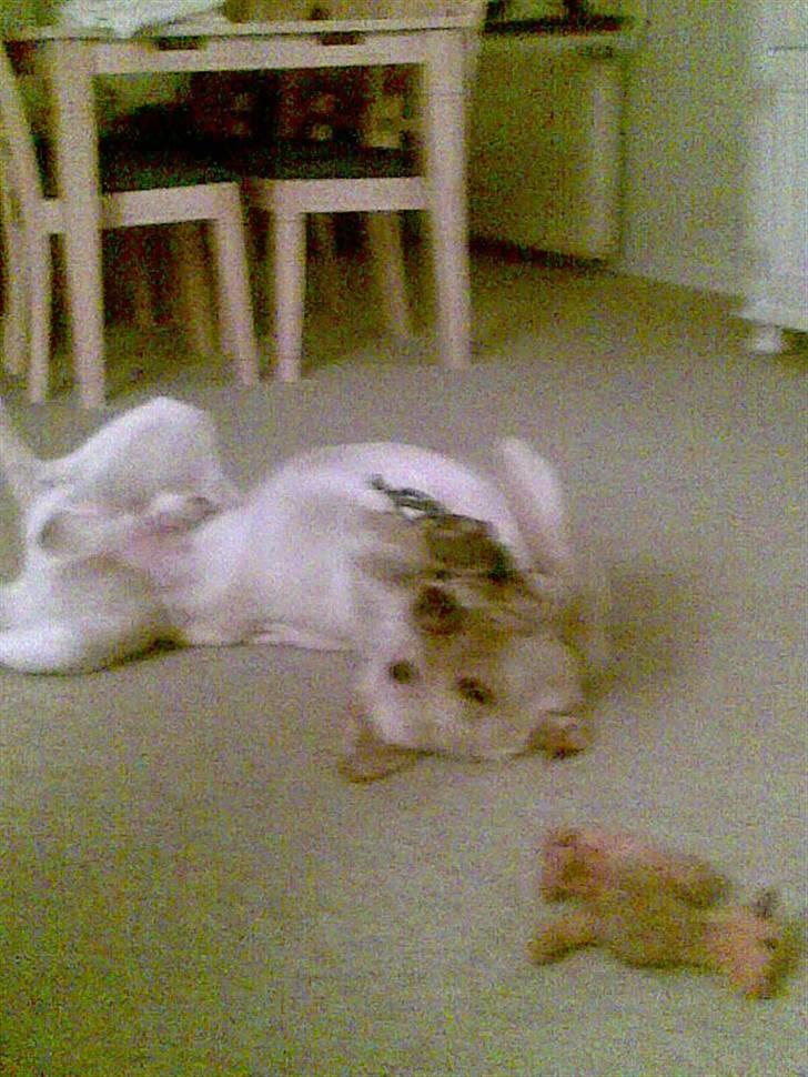 Blanding af racer Zacho billede 11