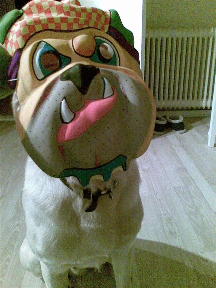 Blanding af racer Zacho - Hi hi... Zacho forklædt som bad ass Bulldog billede 12