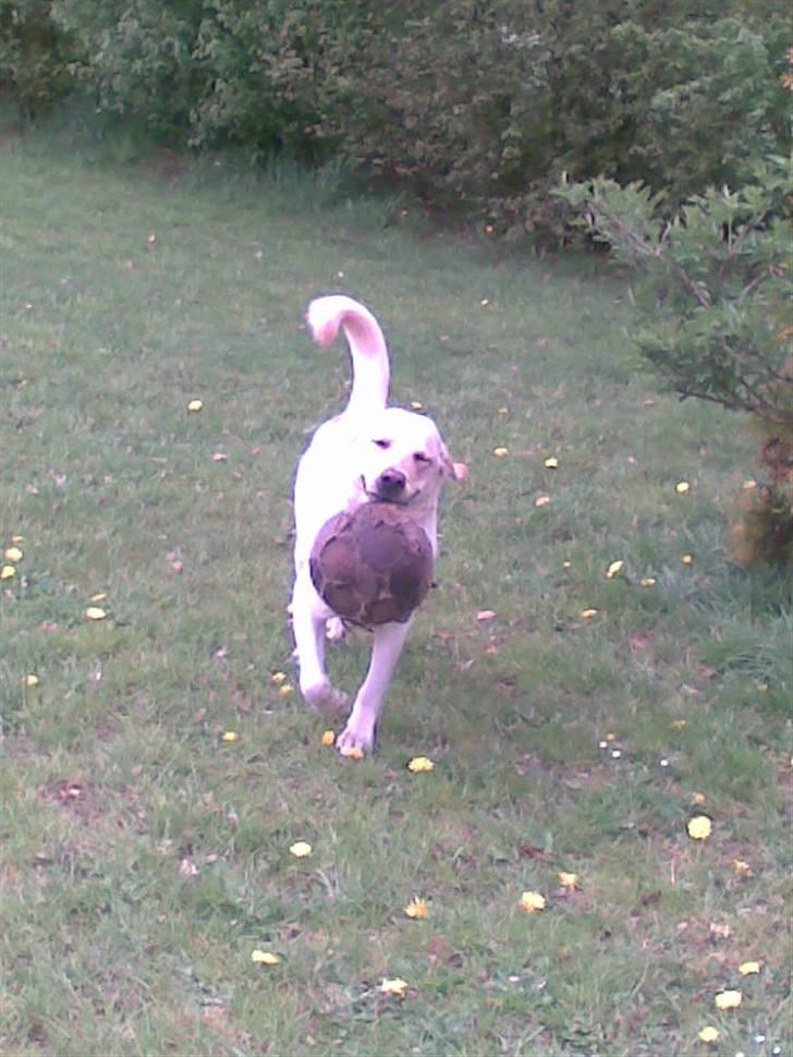 Blanding af racer Zacho billede 13