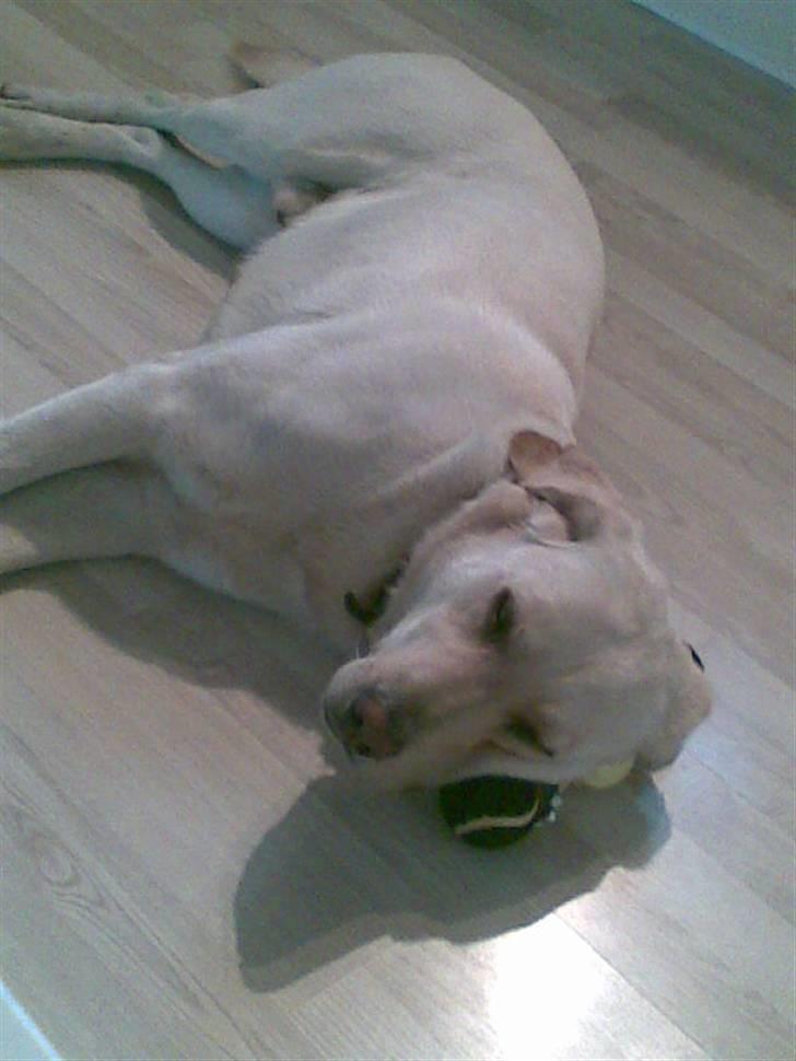 Blanding af racer Zacho - Zacho sover på et stykke legetøj billede 14