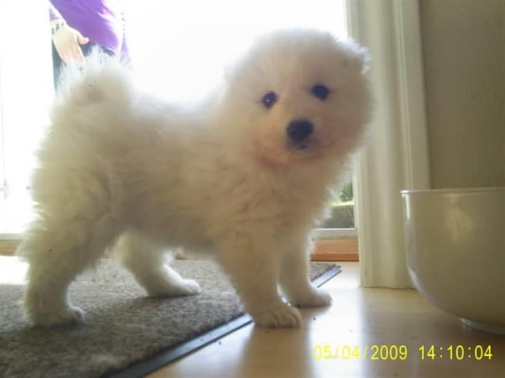 Japansk spids tiko - øver allerede i at stå pænt :O) billede 2