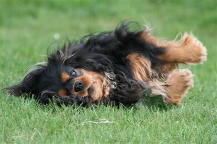 Cavalier king charles spaniel Zoya billede 7