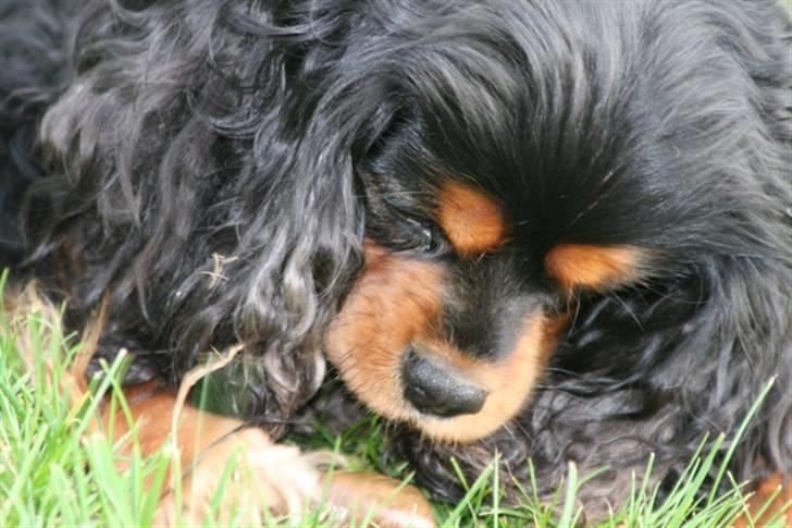 Cavalier king charles spaniel Zoya billede 8