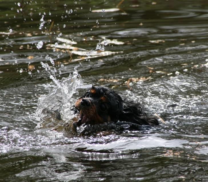 Cavalier king charles spaniel Zoya billede 9