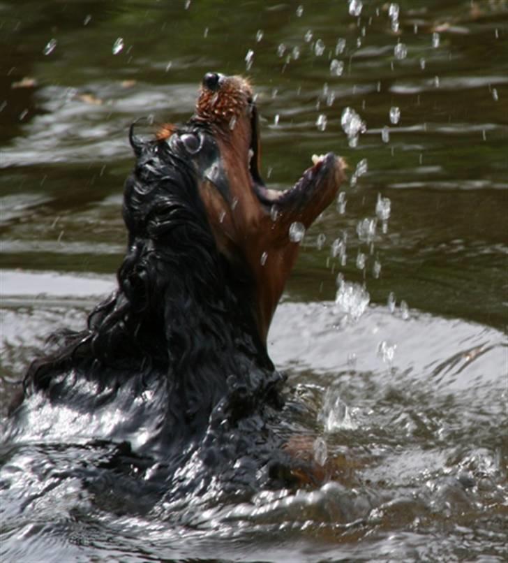 Cavalier king charles spaniel Zoya billede 10