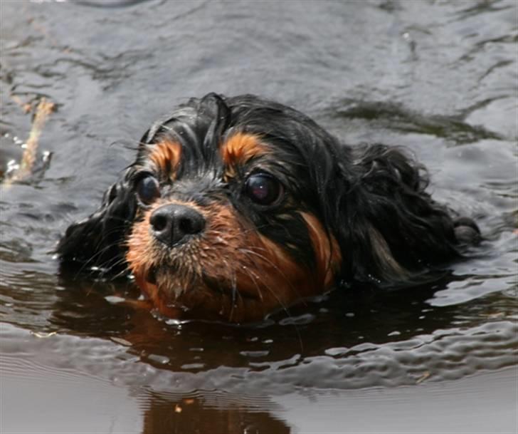 Cavalier king charles spaniel Zoya billede 11