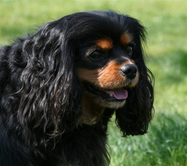 Cavalier king charles spaniel Zoya billede 12