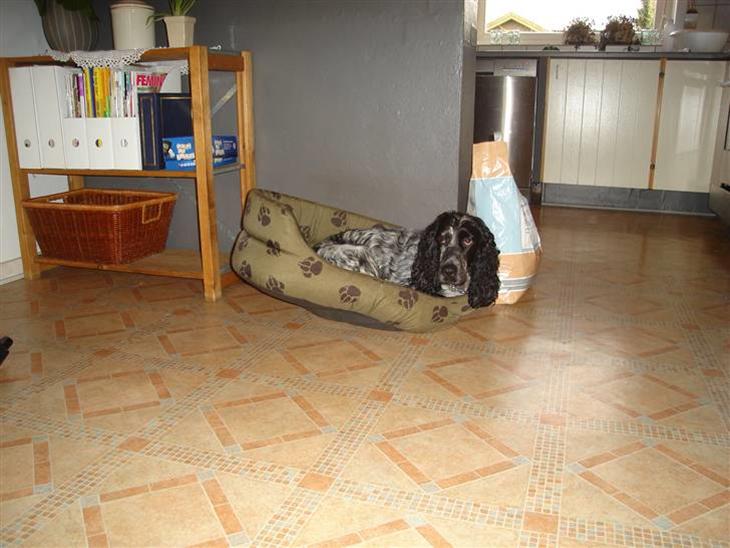 Cocker spaniel Mille - Tykke dyr :D billede 1