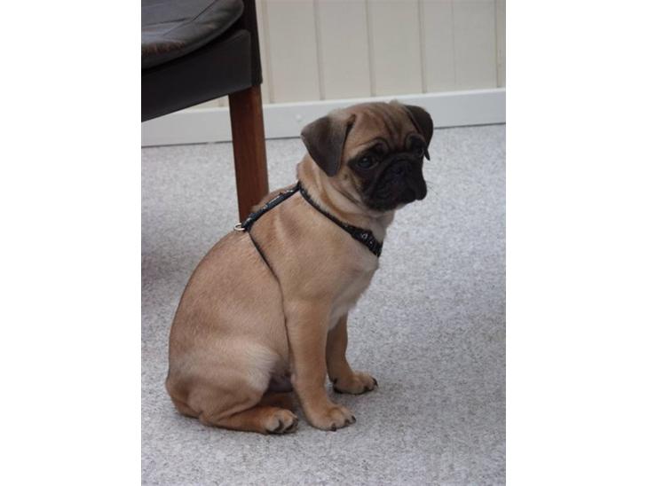 {{currentPhoto.altText}} billede {{currentPhoto.number}}