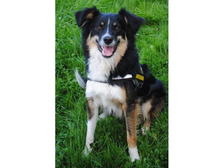 Blanding af racer Basil *R.I.P* - Hej og Velkommen til min Profil :) (19 måneder gammel) billede 1