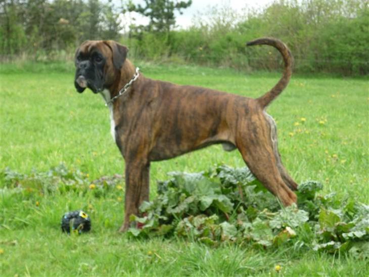 Boxer Bailey - Hej jeg hedder Bailey, velkommen til min profil billede 1