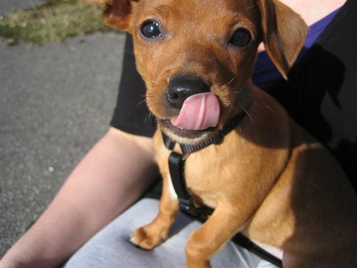 Blanding af racer Bailey billede 1