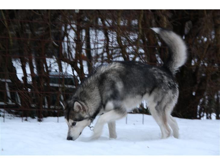 {{currentPhoto.altText}} billede {{currentPhoto.number}}