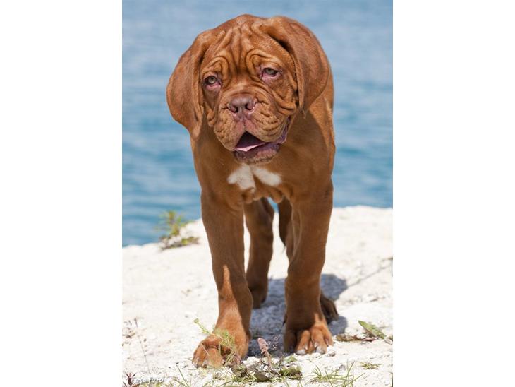 Dogue de bordeaux Boucheron R.I.P. 2009