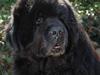 Newfoundlænder basil RiP [ Himmelhund]