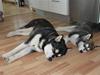 Alaskan malamute Pink