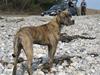 Amerikansk staffordshire terrier Keyla