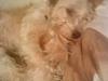 Blanding af racer Buster *R.I.P*