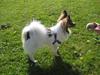 Papillon Gizmo