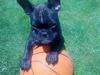 Fransk bulldog Spike Bouledogue Français
