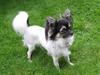 Chihuahua holger