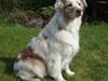 Australian shepherd twister