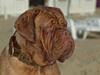 Dogue de bordeaux Viola- Batida Coco 
