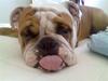 Engelsk bulldog Dolche 